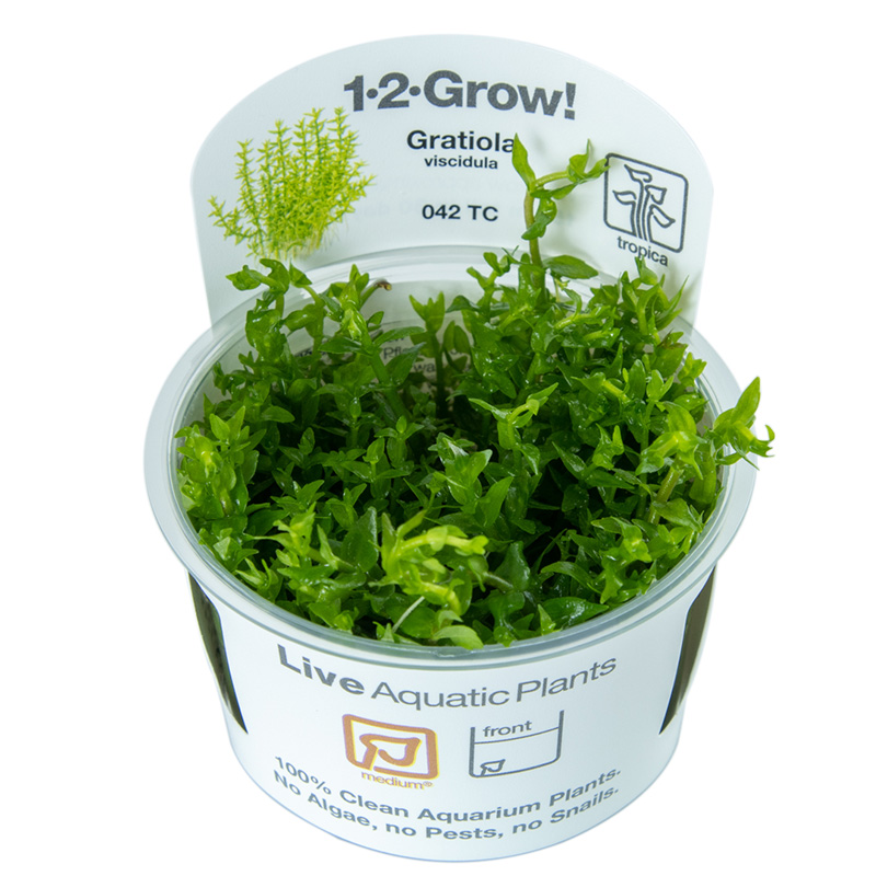 Gratiola viscidula (Sticky hedgehyssop)